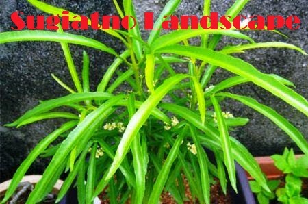 Tanaman zodia | pohon anti nyamuk | Tanaman hias | Tukang Taman