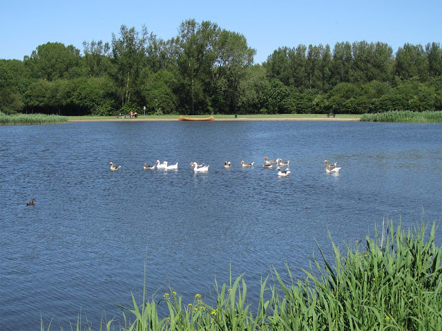 geese at 'Vlietland'