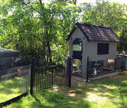 chicken silkie roosting box coop chickens designs