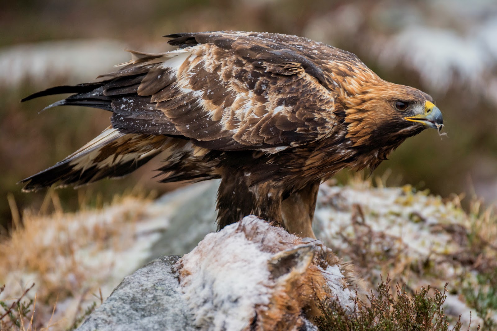Øyvind Bjerkeseth Naturfoto: Kongeørn