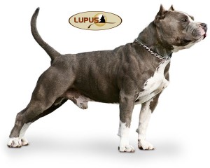 American bully misturado com vira lata Clearance
