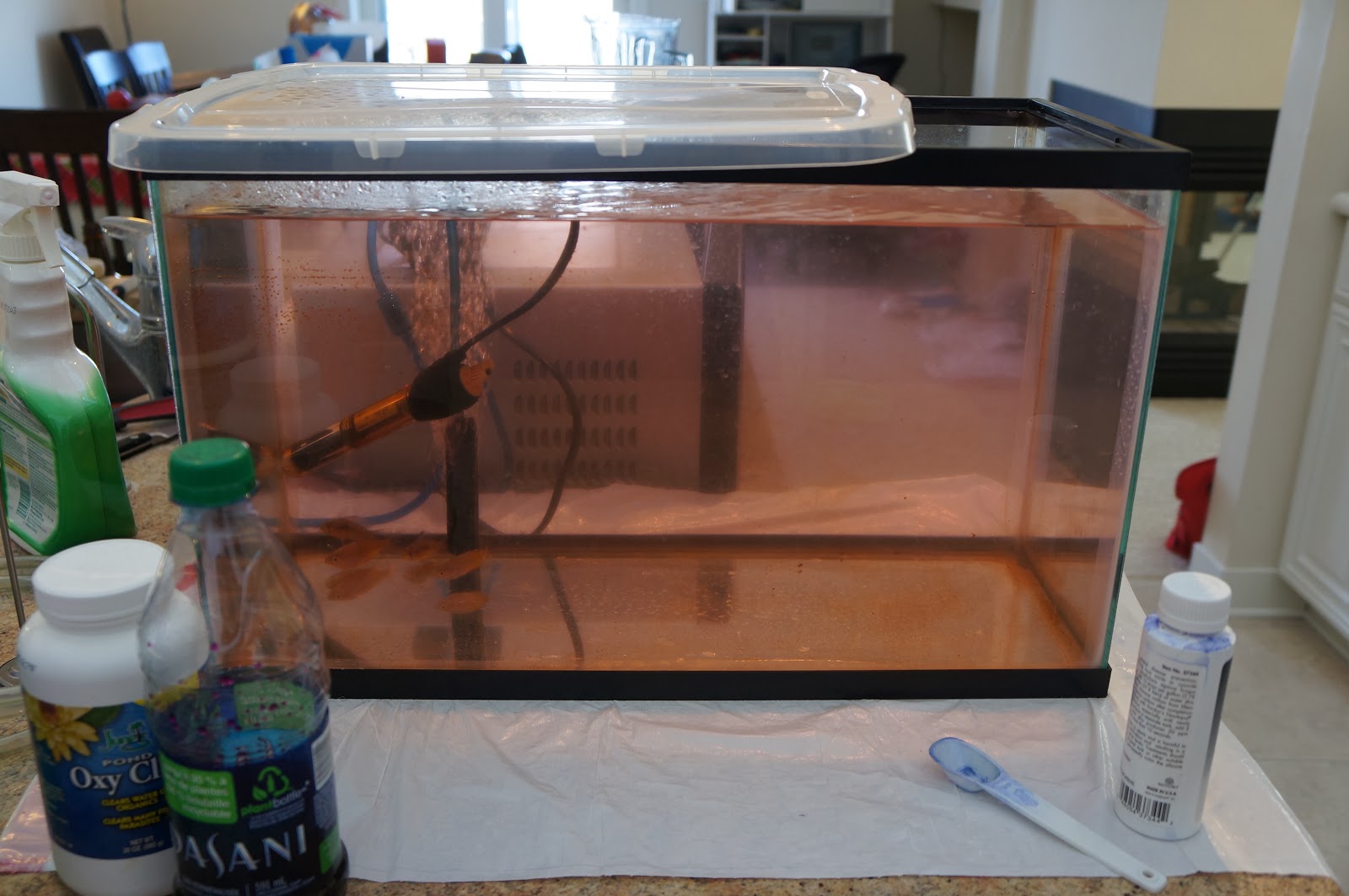 My Quarantine Process for New Aquarium Fish Updated February 2023