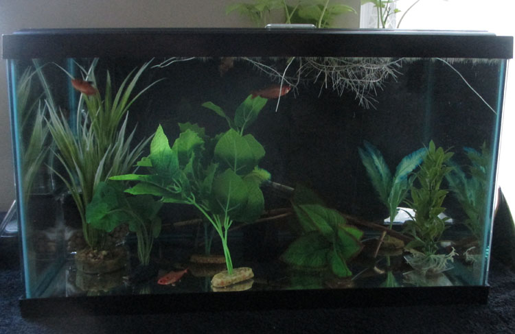 sweet potato betta fish tank