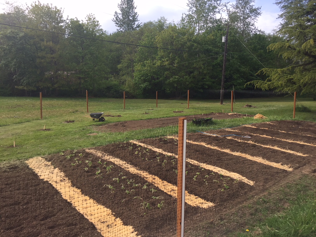 Deep Bed Gardening Victory Garden Style