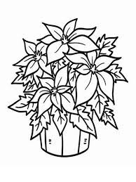 Poinsettia coloring page 5