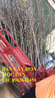 Cung cấp cây hoa mộc lan, cây hoa mộc lan đang có hoa, uy tín, chất lượng, giao cây toàn quốc Cung cấp cây hoa mộc lan, cây hoa mộc lan đang có hoa, uy tín, chất lượng, giao cây toàn quốc