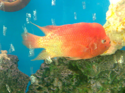 flower horn fish aquarium