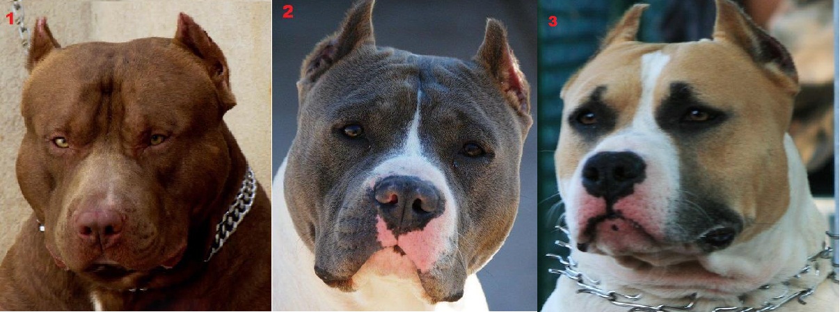 апбт стандарты породы. американский питбультерьер бои. сбежать от питбуля и булочки. булли халк собака. янка рам сбежать от питбуля и булочки читать.