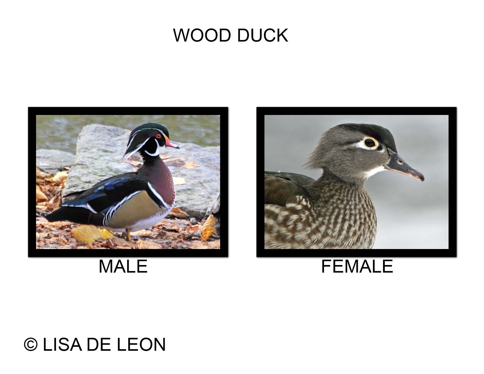 Birding with Lisa de Leon Ducks of Newfoundland