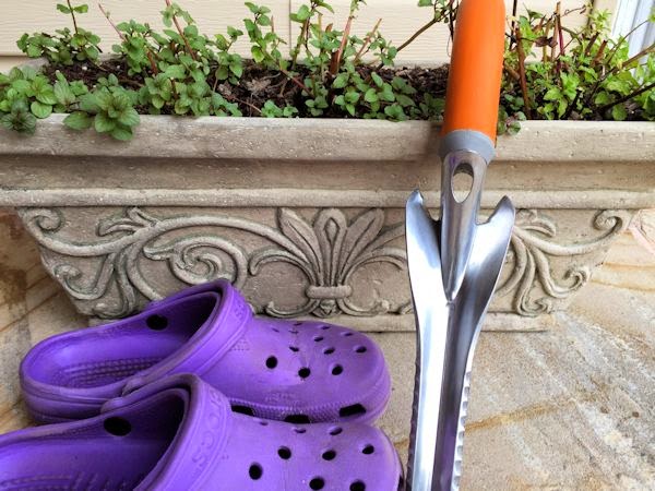 43 Best Fringe Flower Shrub Images In 2020 Garden Shrubs Plants