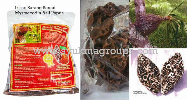 Irisan Sarang Semut Myrmecodia Asli Papua