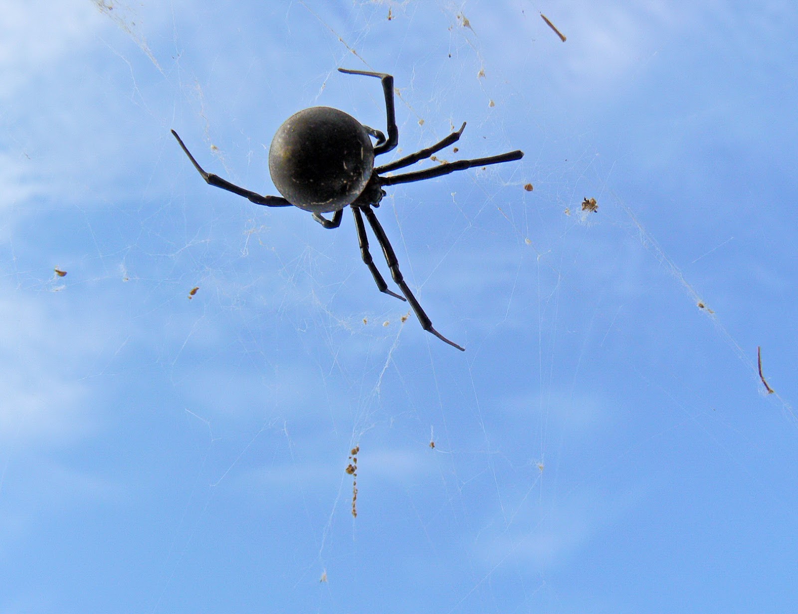 NaturalezaVaria Latrodectus lilianae