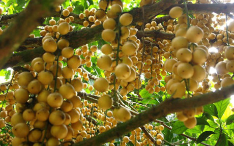 Nhung vuon dau bon bon triu qua 'hai ra tien' - Anh 9