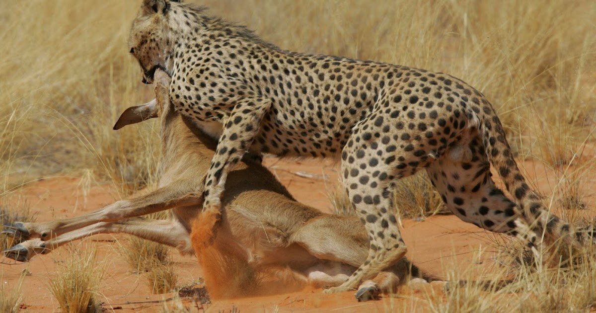 ivanildosantos: gambar macan putih