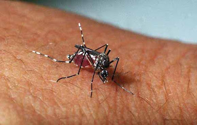 Solidão - PE registrado o primeiro caso de dengue hemorrágica do município
