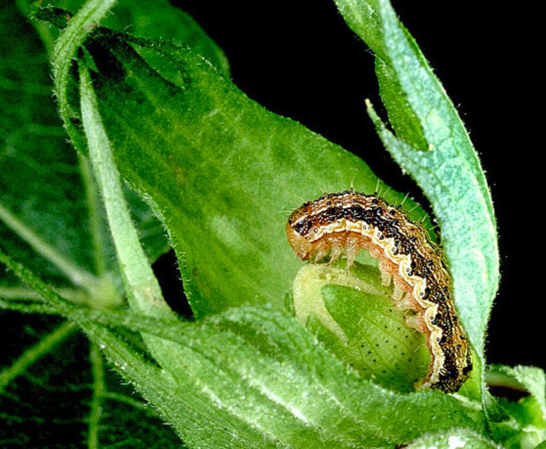 gusano de la cápsula del algodón