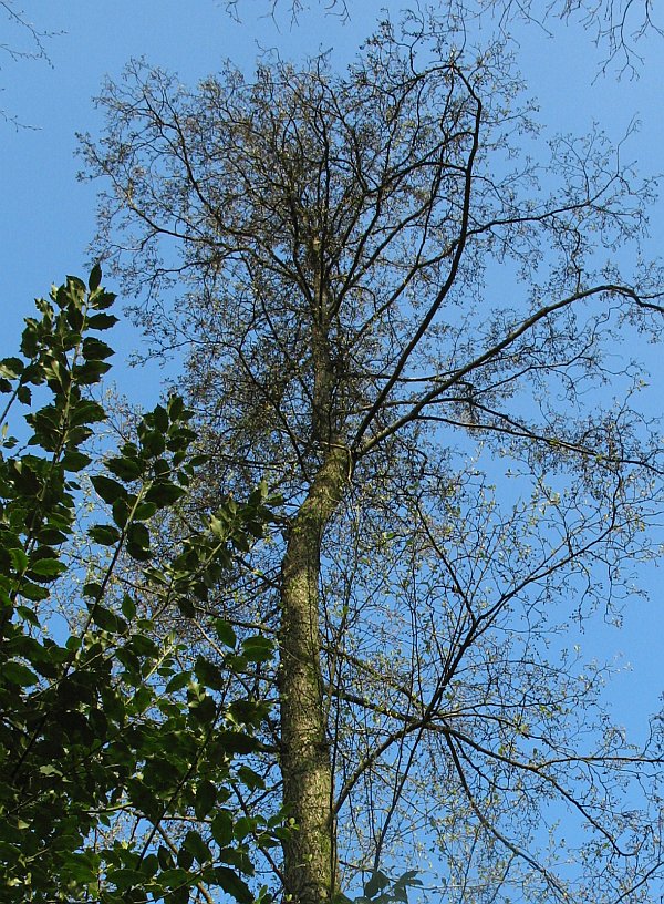 Stripman's prikbord De eerste blaadjes aan