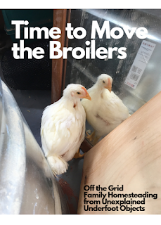 time to move the broilers