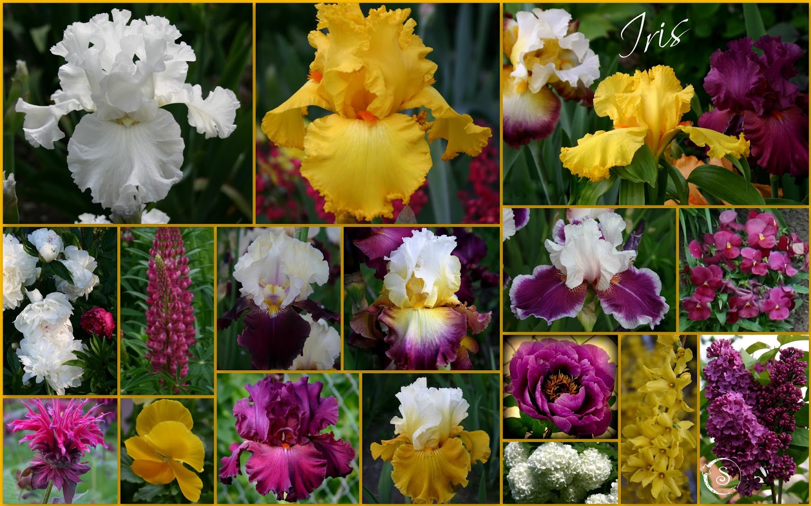 TALL BEARDED IRIS AND COMPANION PLANTS FROM MY FLOWER BEDS Sowing the Seeds
