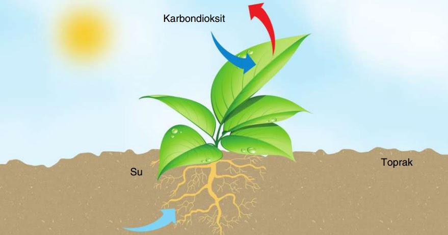 Fotosentez Nedir? Biyoloji Eğitim