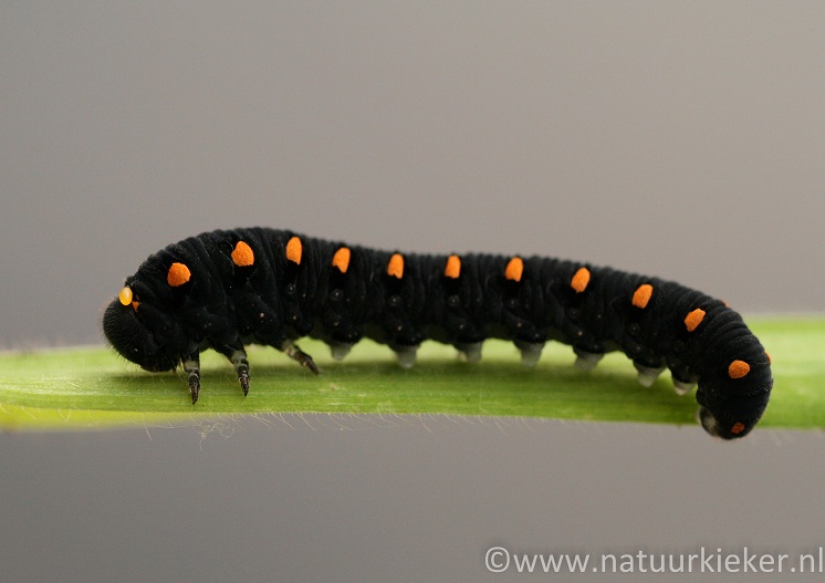 Een rups is niet altijd een rups...