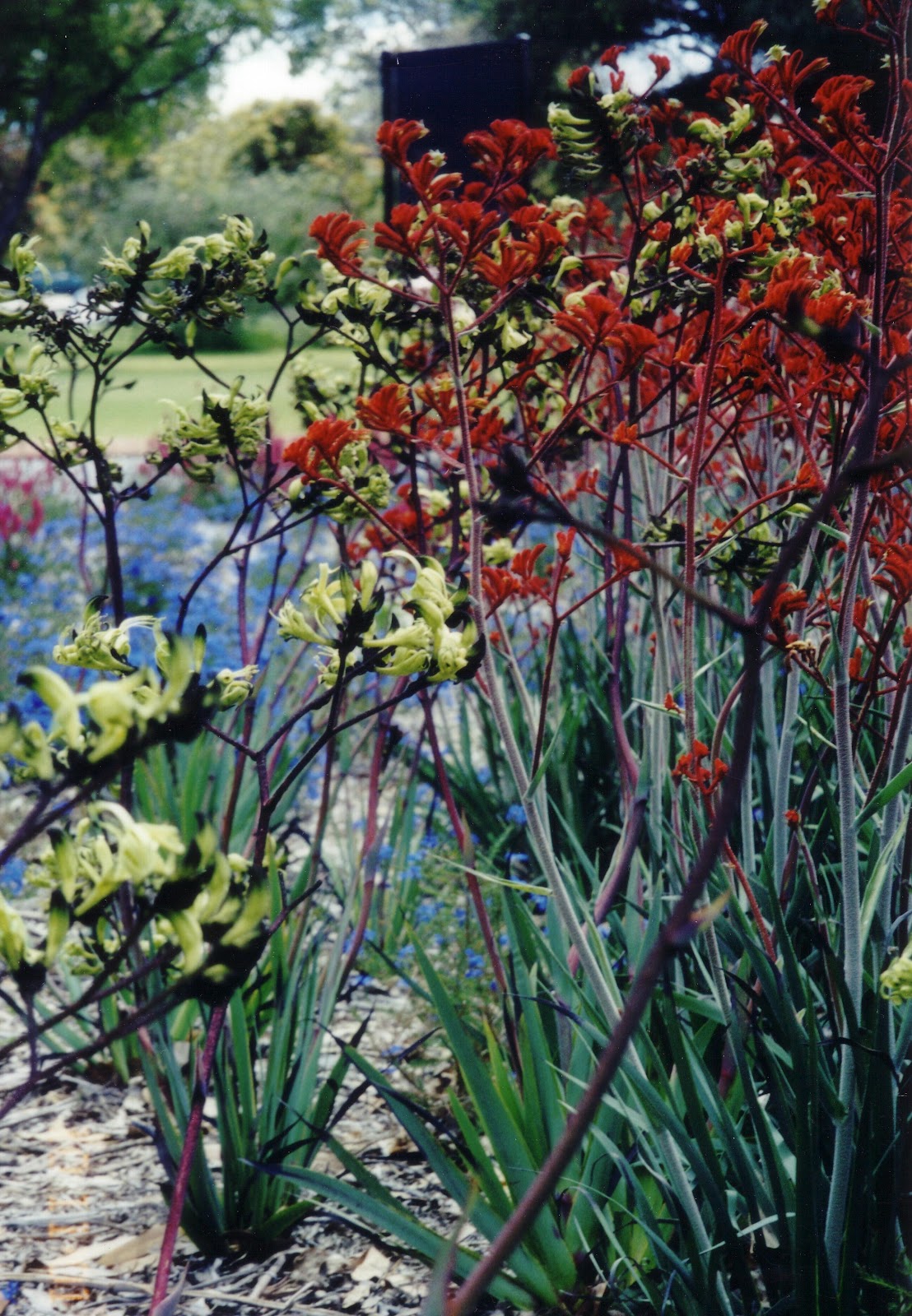 A Passion for Flowers Five Great Reasons to Grow Kangaroo Paw