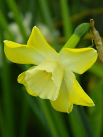 Pale yellow narcissus daffodil Centennial Park Conservatory 2015 Spring Flower Show by garden muses-not another Toronto gardening blog