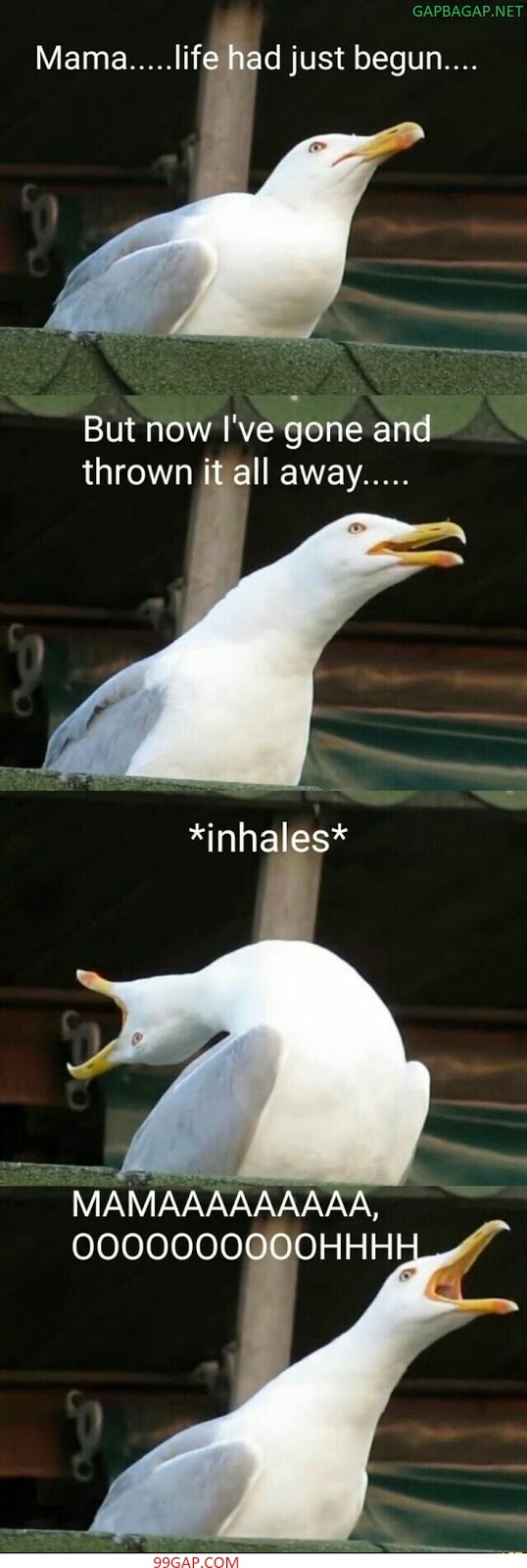 Lol Funny Pictures Of Seagull Having Fun