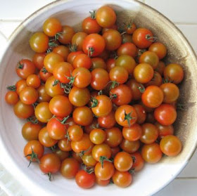 sungold cherry tomato harvest
