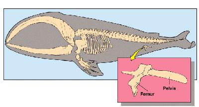 Huesos vestigiales de ballena