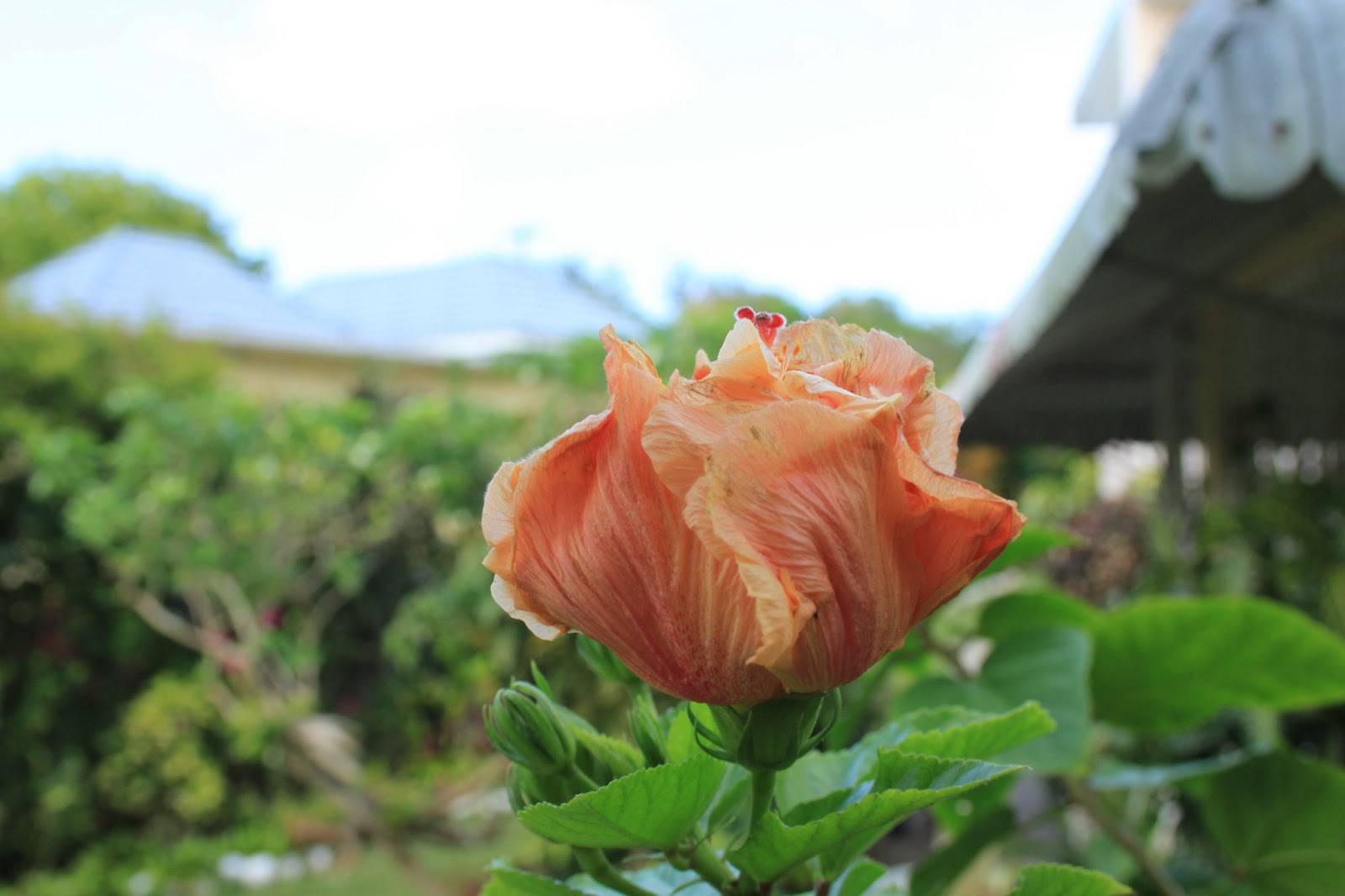 JAMAICA Exxperience JAMAICA Exxperience 40 Jamaican Flowers 2