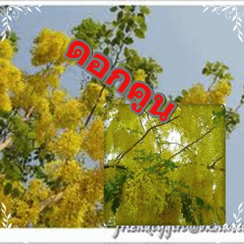 My Image 1