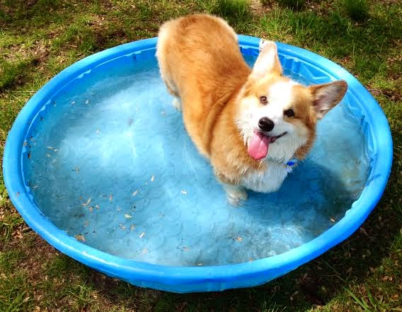 Summer Fun: Corgis and Their Personal Pools! - The Daily Corgi