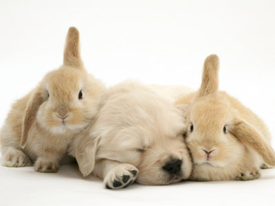 Cute bunny and puppy.