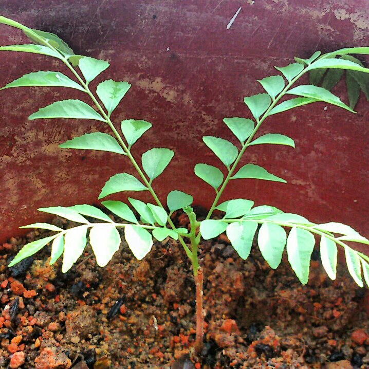 Small Small Baker Curry leaf plant from cutting