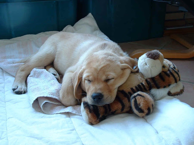 Labrador-Puppy-sleeping-with-dog-fluffy-toy