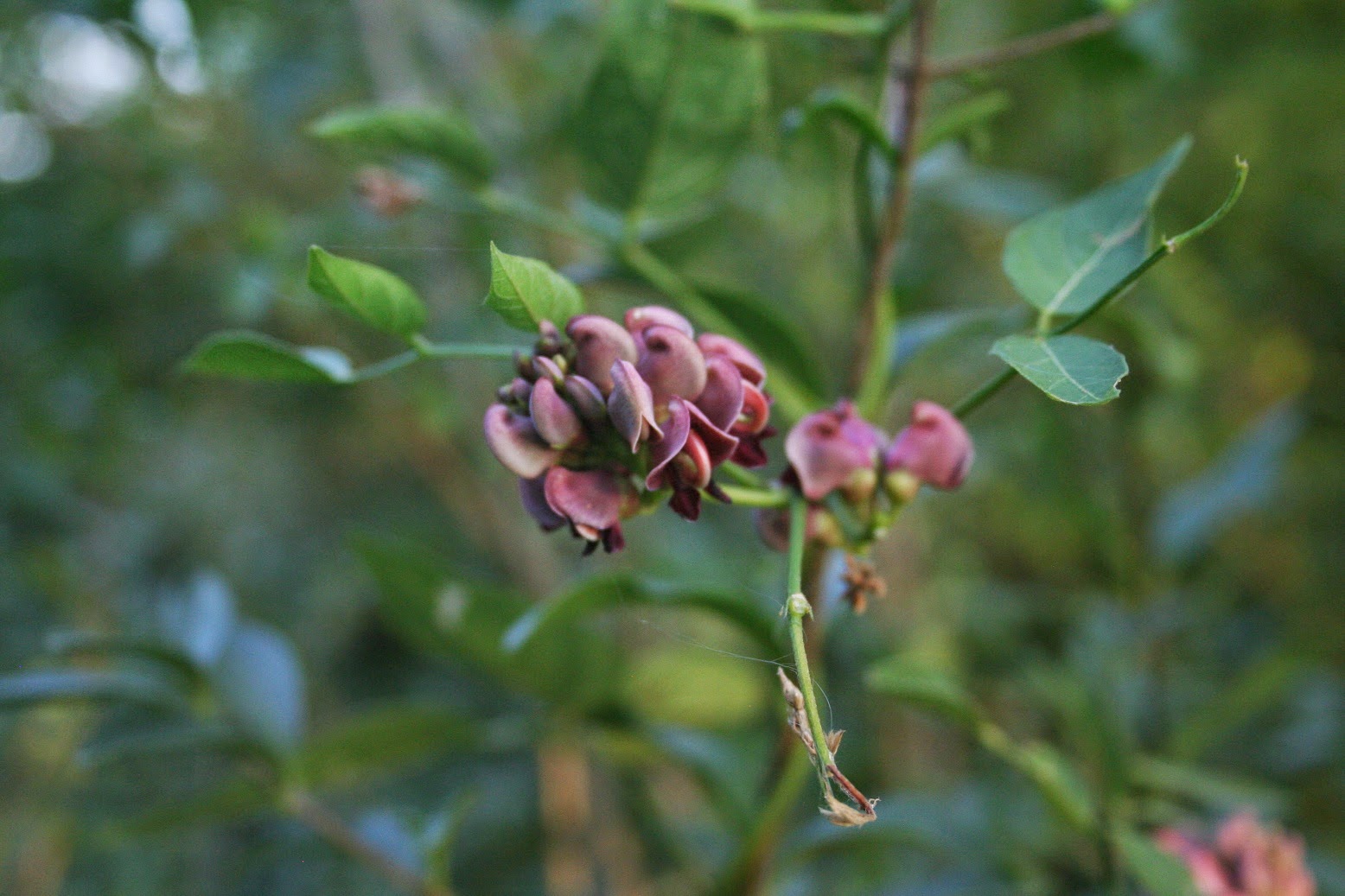 Ontario Field Biology: Botany at the Amusement Park