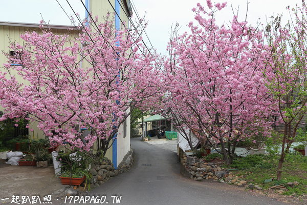 《台中．沙鹿》沙鹿賞櫻秘境，8棵花開滿滿的粉紅富士櫻隱藏在巷子裡，免費參觀