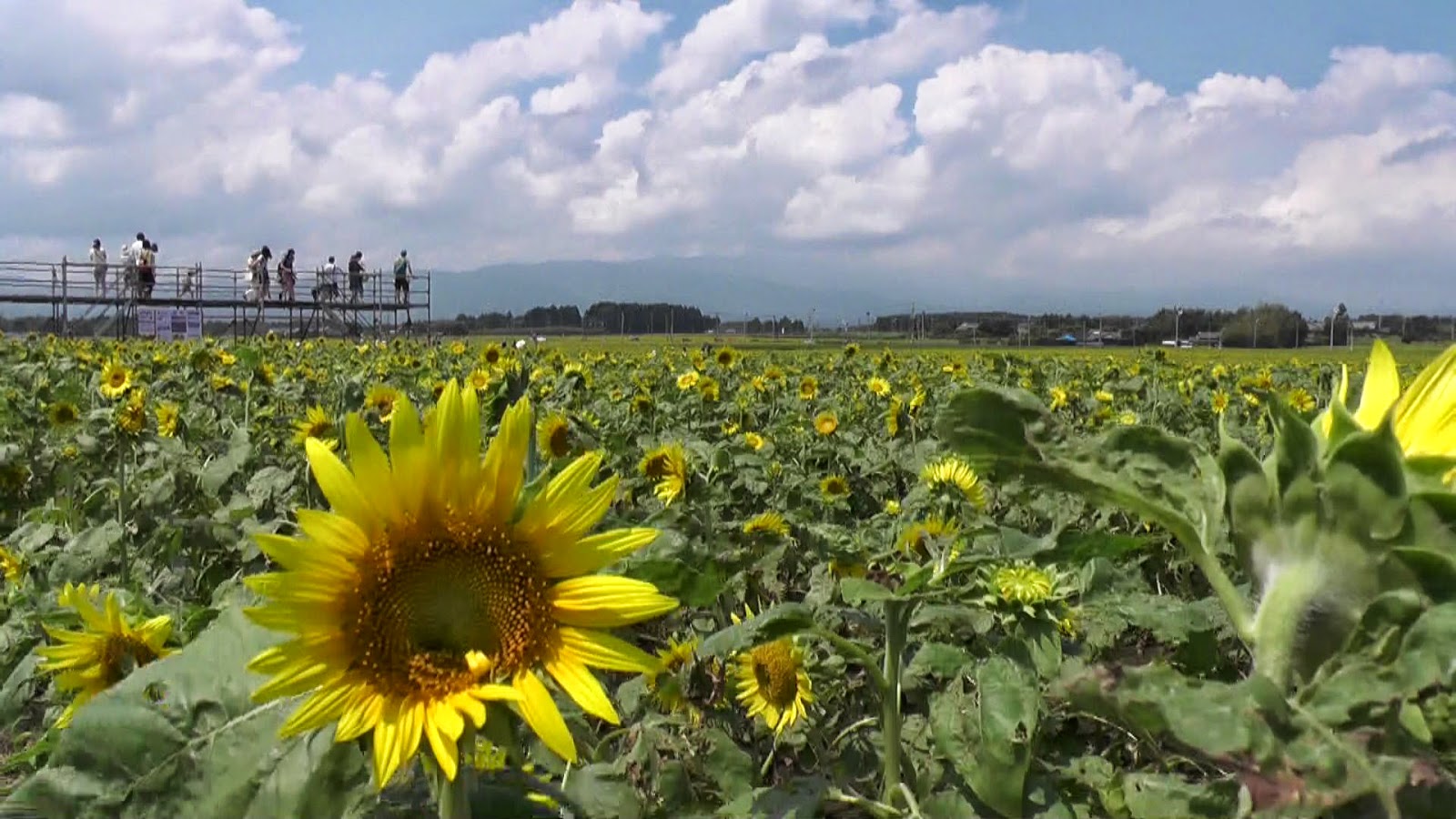 スパイダーマンのように壁を登りますか?ありえない、と科学者たちは言う