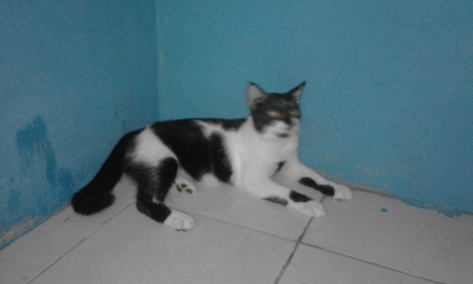 Membedakan Jenis Ciri Ciri Kucing Domestik Ras Dan Mixdome