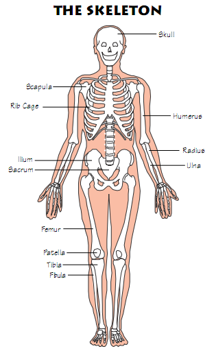Amazing Bone Facts
