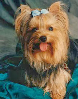 cachorros-pequeno-yorkshire-terrier
