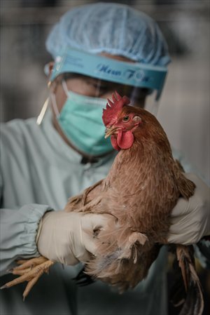 A gripe aviária H7N9 foi detectada em patos na província de Zhejiang