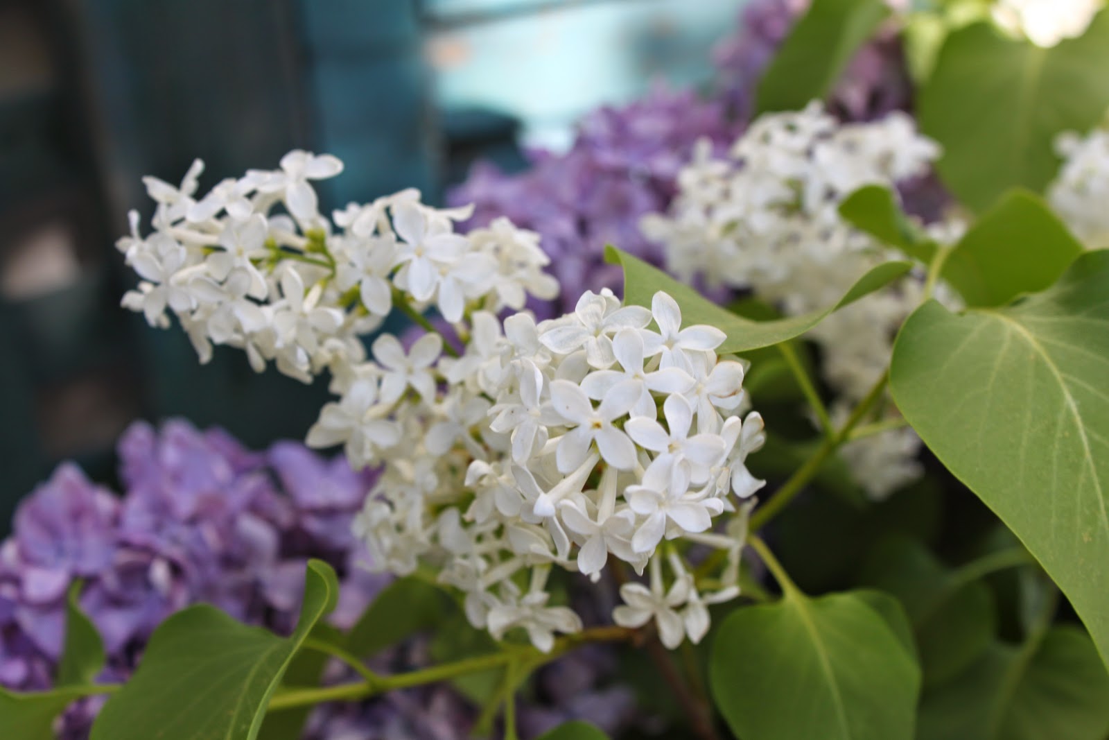 52 FLEA The Last Lilac Season