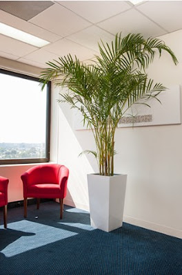Things To Consider For Installing The Best Indoor Plants For