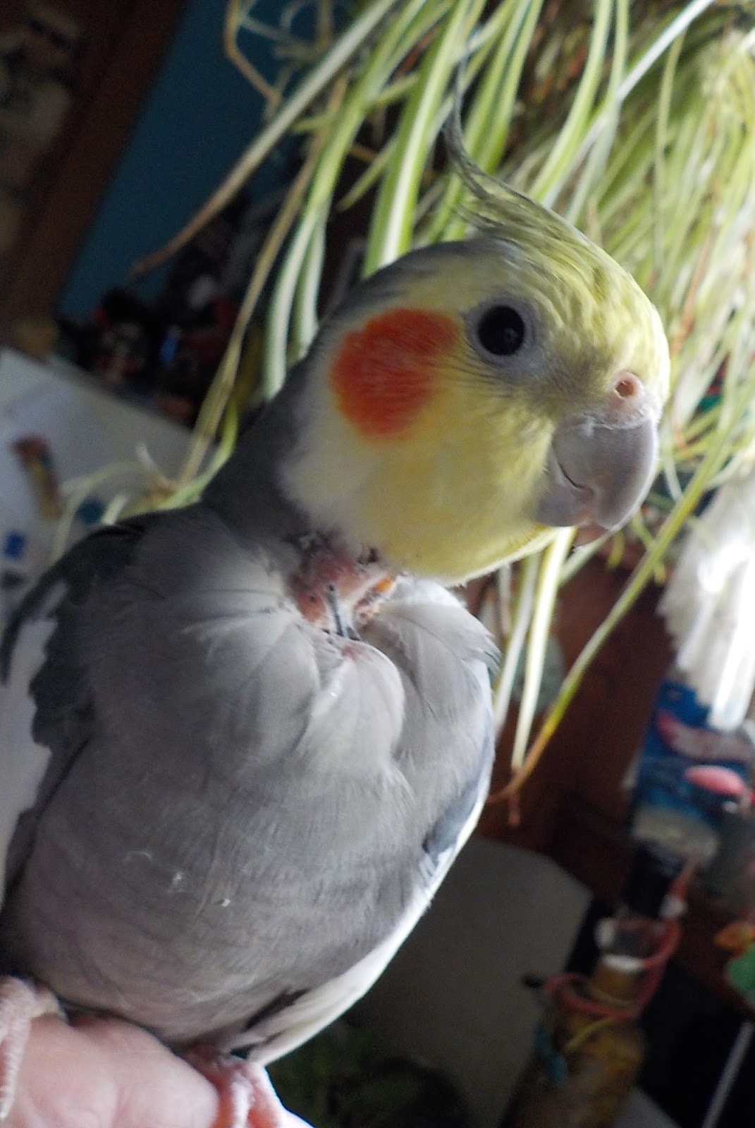 Broken Pawn The Trouble With Harry