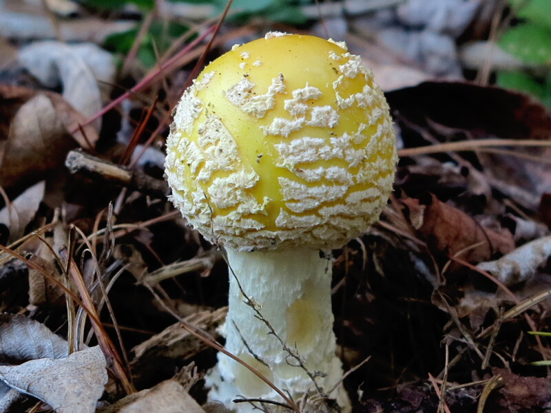 The Joyce Road Neighborhood Fall Mushrooms