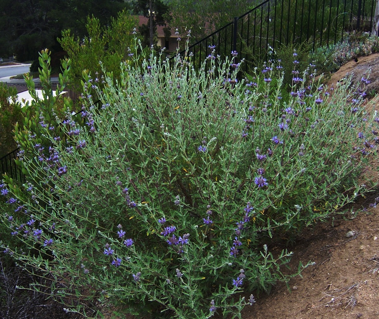 The 2 Minute Gardener Photo Cleveland Sage (Salvia clevelandii)