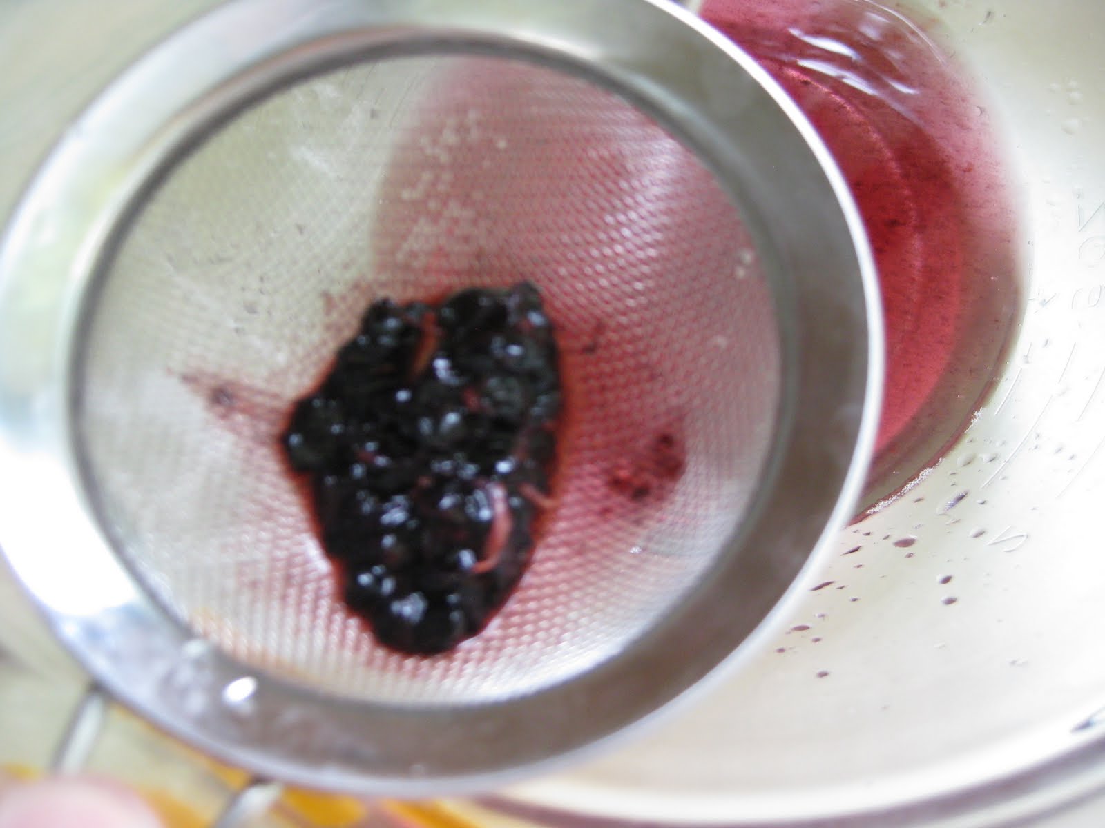 Suburban Gardening Experimentation Blackberry Seeds from the Grocery Store