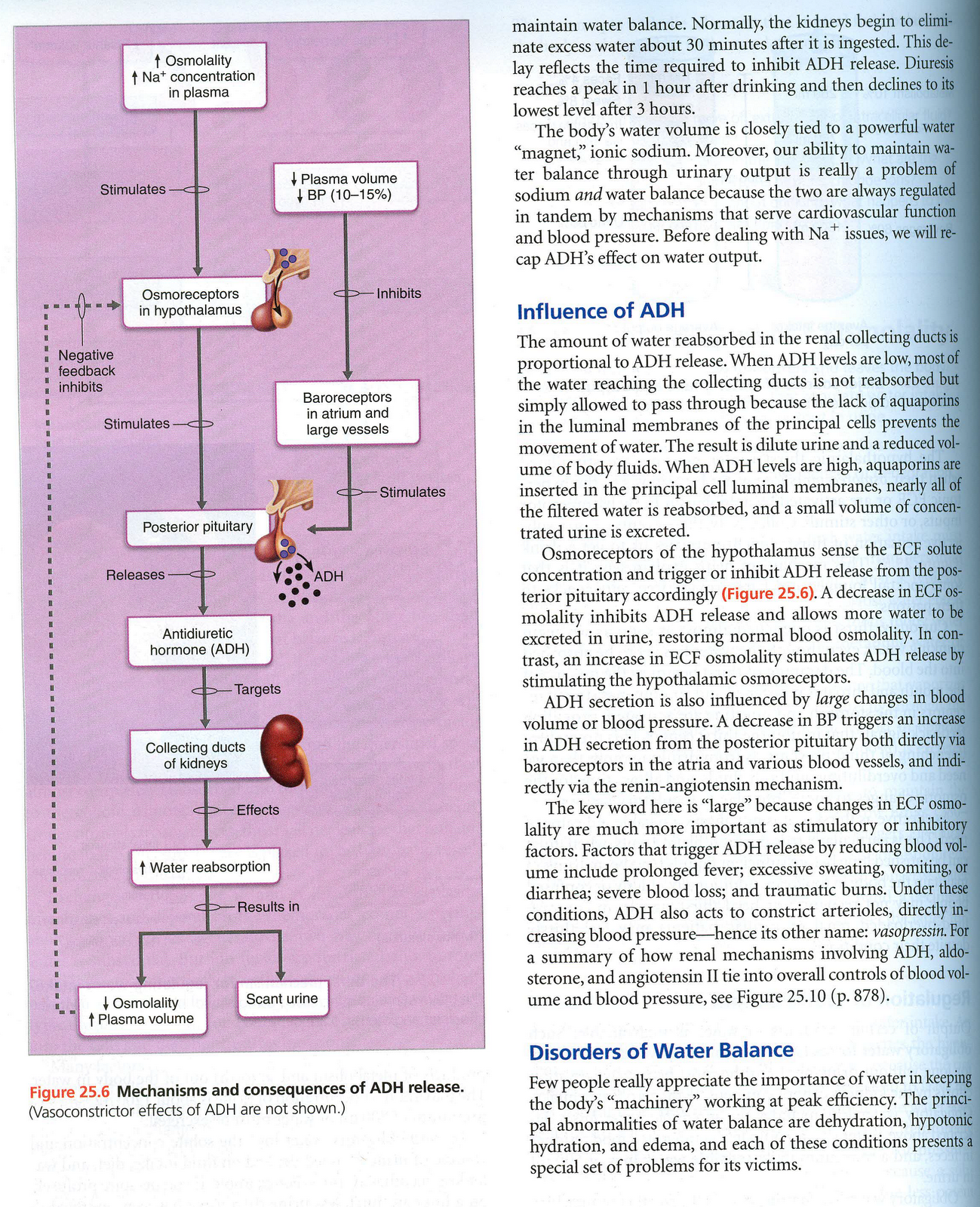 A&P Portfolio Objective69 Assess How Water Excess and Dehydration